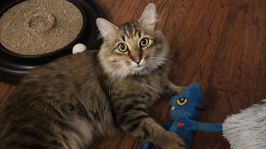 Lost Pet: KIKA