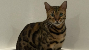 Lost Pet: Simba