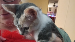 Lost Pet: Silo