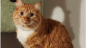 Lost Pet: Lucy