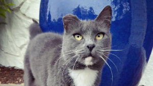 Lost Pet: Virginia