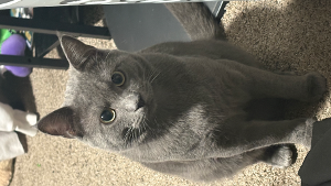 Lost Pet: Smokey