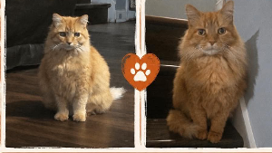 Lost Pet: Garfield