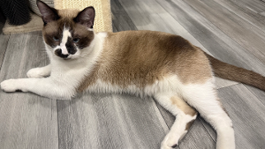 Lost Pet: Panfilo Kidd