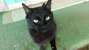 Lost Pet: Marley