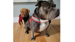 Lost Pet: Koko