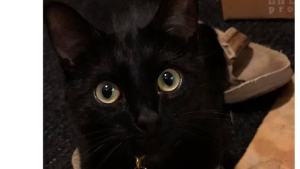 Lost Pet: Jiji