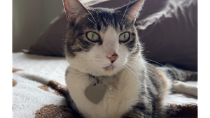 Lost Pet: Jedha