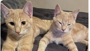 Lost Pet: Ronnie