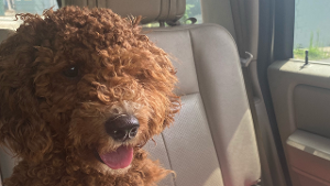 Lost Pet: Kirby