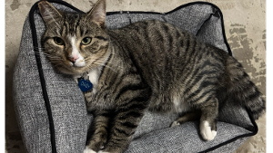 Lost Pet: Daisy