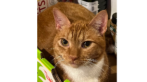 Lost Pet: Tom