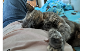 Lost Pet: Safira