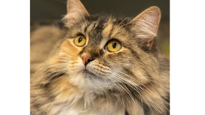 Lost Pet: Fluffy