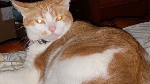 Lost Pet: KJ