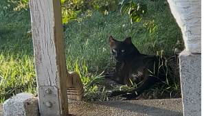 Lost Pet: Vanilla