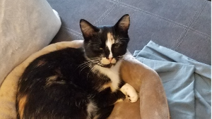 Lost Pet: Nola
