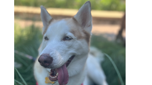 Lost Pet: Luna