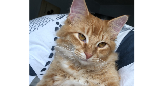 Lost Pet: Oliver
