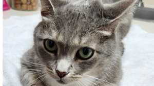 Lost Pet: SOCKS