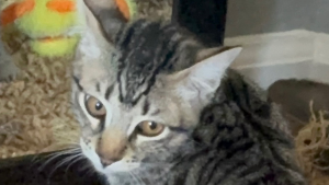 Lost Pet: Adi