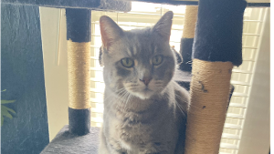 Lost Pet: TUCO