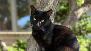 Lost Pet: Jiji
