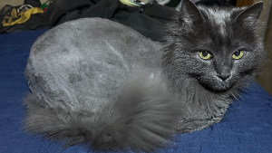 Lost Pet: Blue