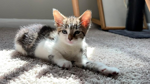 Lost Pet: Limon