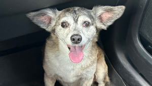 Lost Pet: Dobby Scott