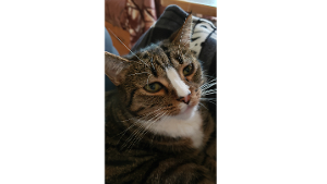 Lost Pet: Loki
