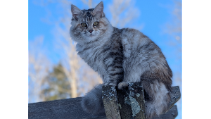 Lost Pet: Cleo