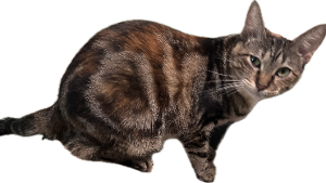 Lost Pet: Lil Persia (Bapoo)