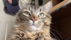 Lost Pet: Zeus Hime