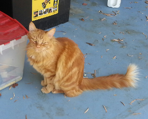 Lost Pet: Cheese-It