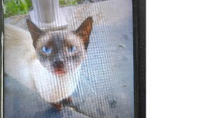 Lost Pet: Milkshake