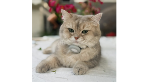 Lost Pet: Chibi