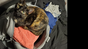 Lost Pet: Lila