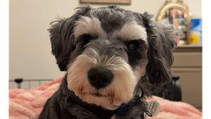Lost Pet: Winston