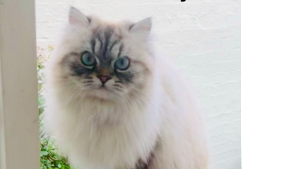 Lost Pet: Teddy