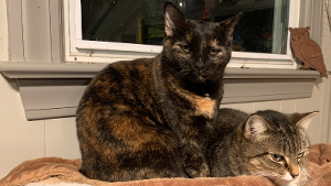 Lost Pet: Coco