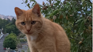 Lost Pet: Willy
