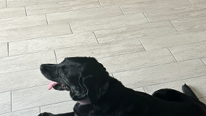 Lost Pet: Noell