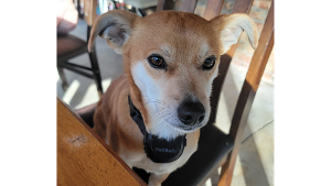 Lost Pet: FLASH