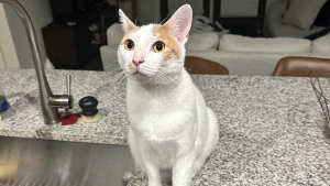 Lost Pet: Milo