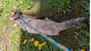 Lost Pet: Smokey