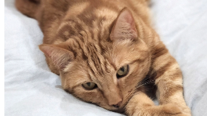 Lost Pet: Doug