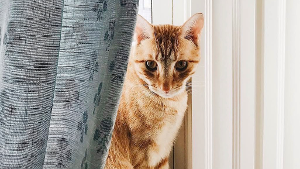 Lost Pet: Rupert