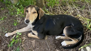 Lost Pet: Toasty