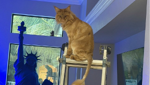 Lost Pet: Nugget